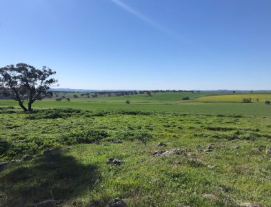 South-Bowan-Park-Farm-1