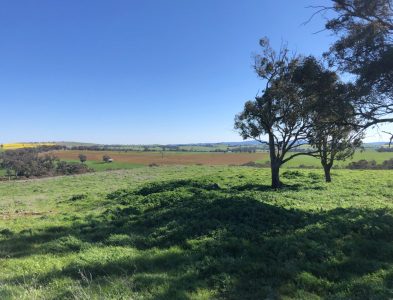South-Bowan-Park-Farm-2
