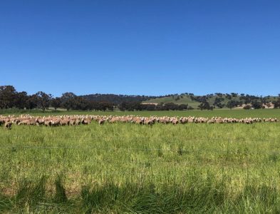 South Bowan Park Farm (4)