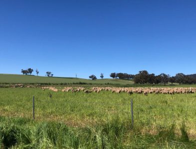 South Bowan Park Farm (6)