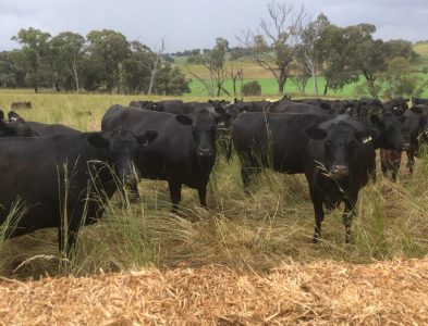 South Bowan Park Farm (7)