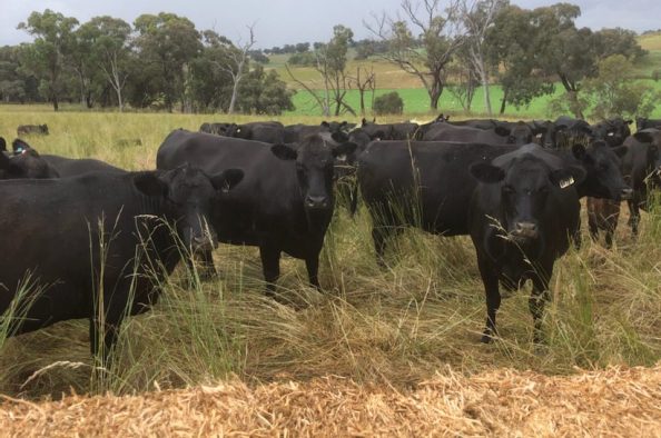 South Bowan Park Farm (7)
