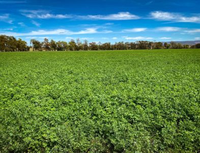 macada-rural-green-crops-fields